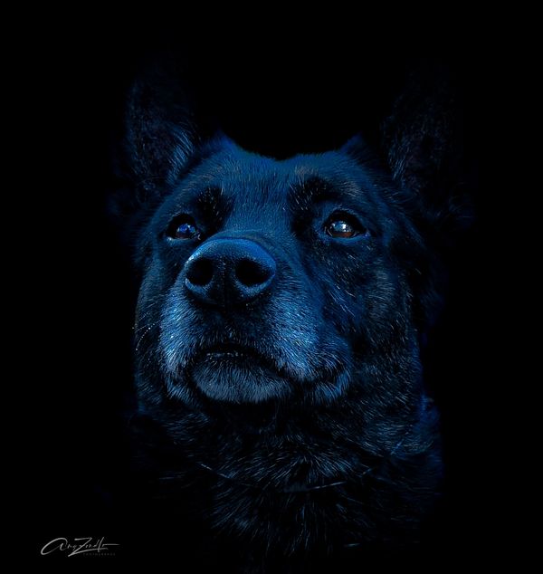 Close-up portrait of a dark dog with a blue tint against a black background.