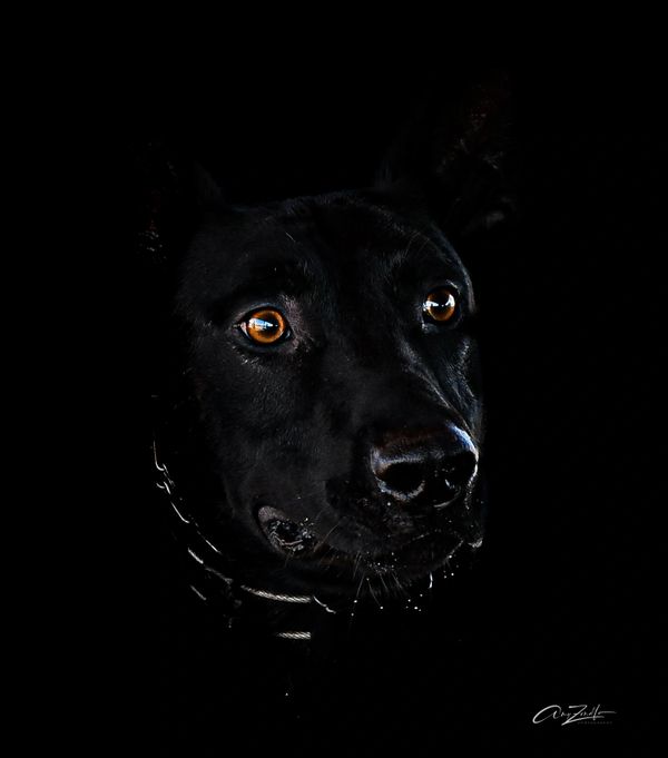 Close-up of a black dog with glowing amber eyes against a dark background.