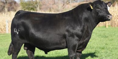 Registered Black Angus Bulls for Sale in Moorcroft, WY Calving Ease Bulls Excellent EPD's