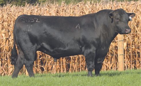 Registered Black Angus Bulls for Sale in Moorcroft, WY Calving Ease Bulls Excellent EPD's