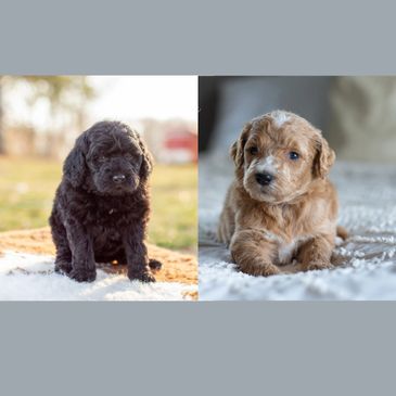 Two adorable puppies, one black and one light brown, sitting and lying down.