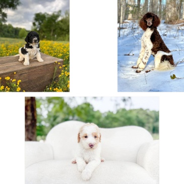 Black and white puppy sitting on a wooden bench surrounded by yellow flowers.