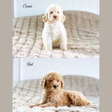 Two small poodle puppies, one cream and one red, sitting on a cozy beige blanket.