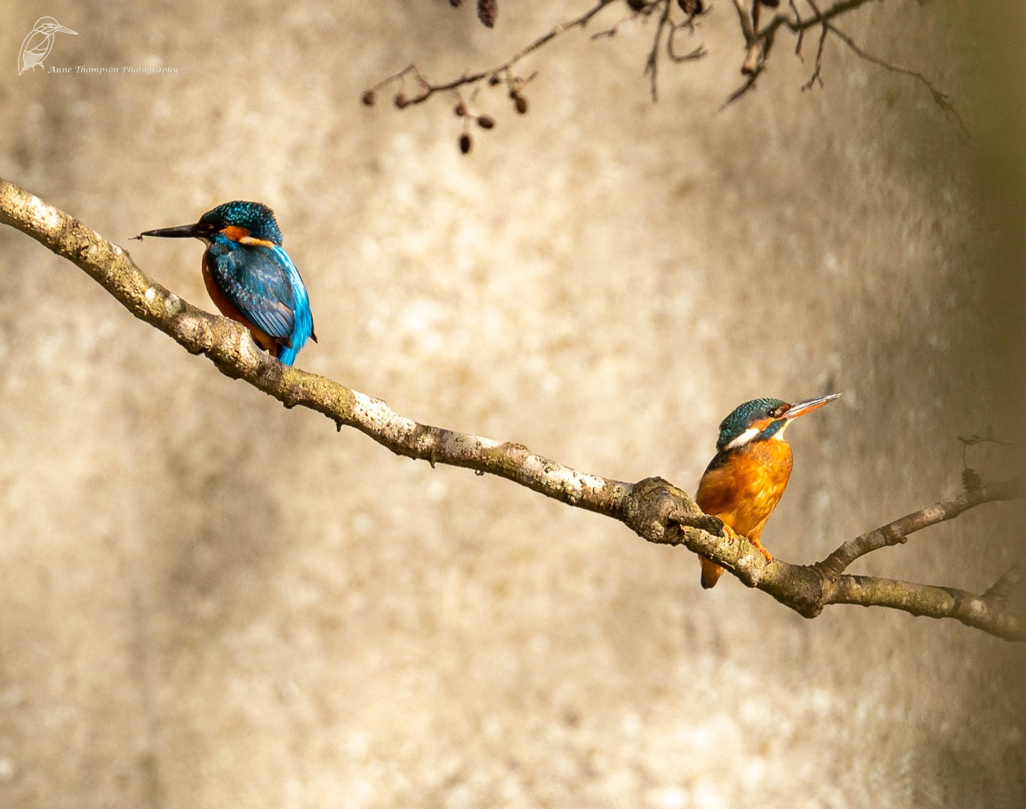 Anne Thompson Photography