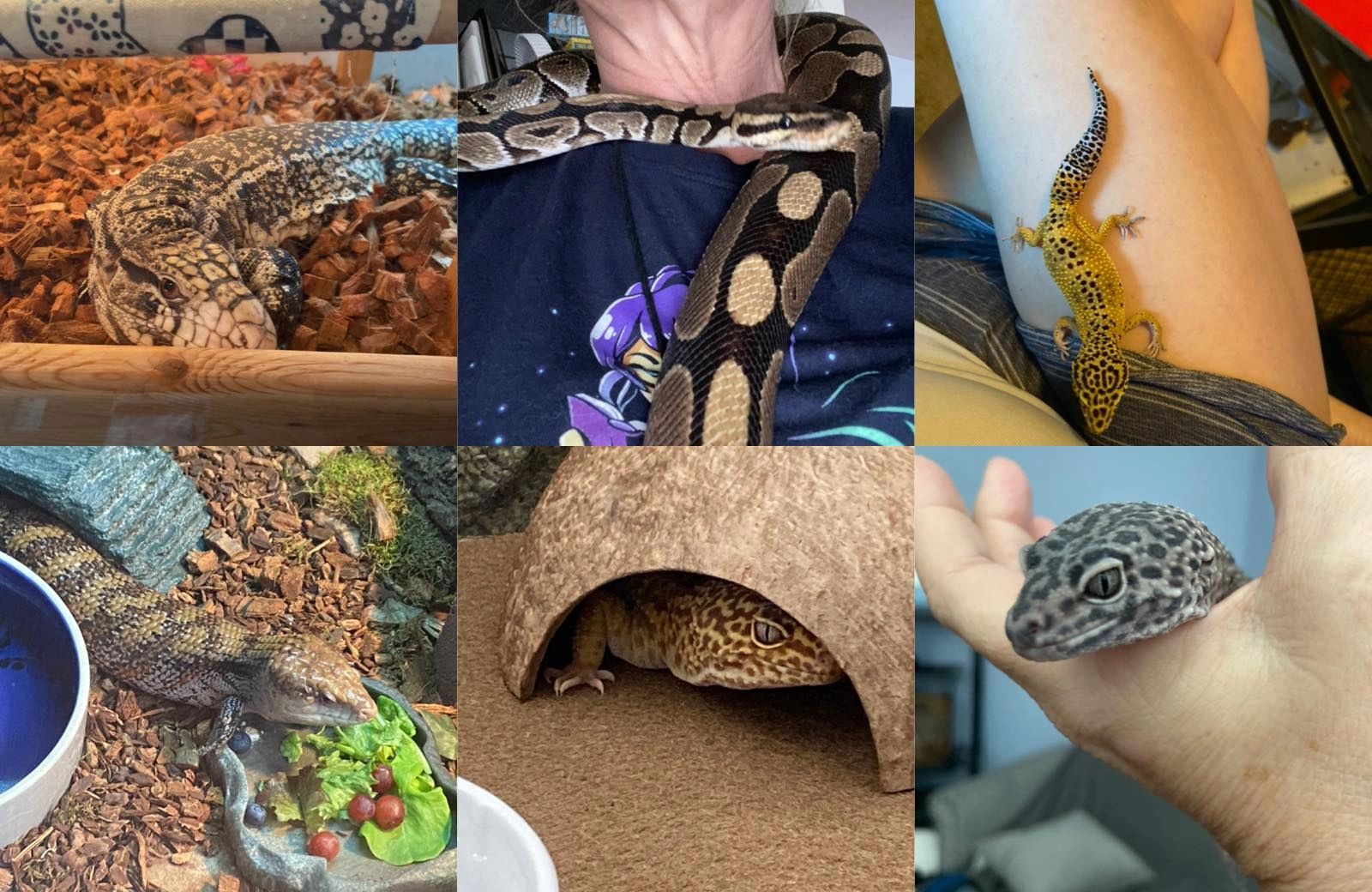 Animal Rescue, Animals for Adoption, Reptiles - Aunt Anna's Reptile