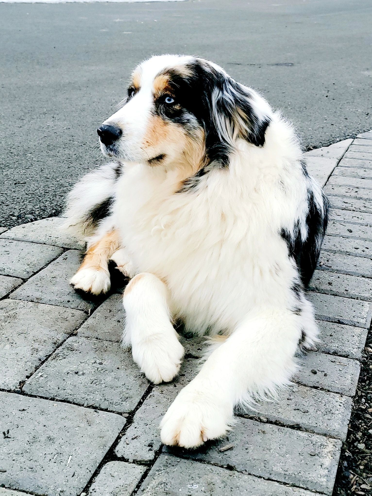 Miniature American Shepherd: Dog Breed Characteristics \u0026 Care, image size:1532x2042