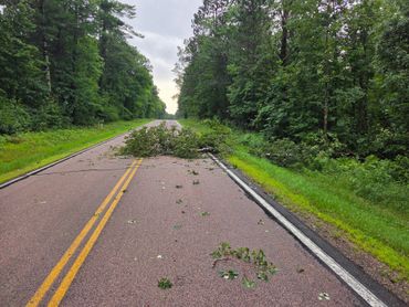 A fallen tree branch blocks a rural road surrounded by dense forest.