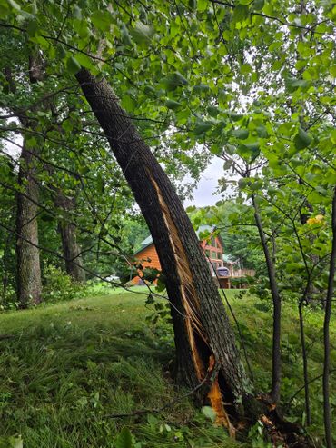 A tree with a large split in its trunk near a wooden house.
