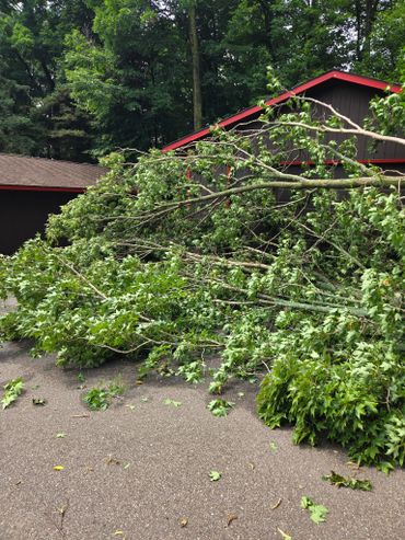 Large fallen tree branches cover a driveway near a house with red trim.