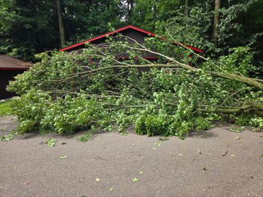 A large fallen tree blocking a driveway in front of a dark building.