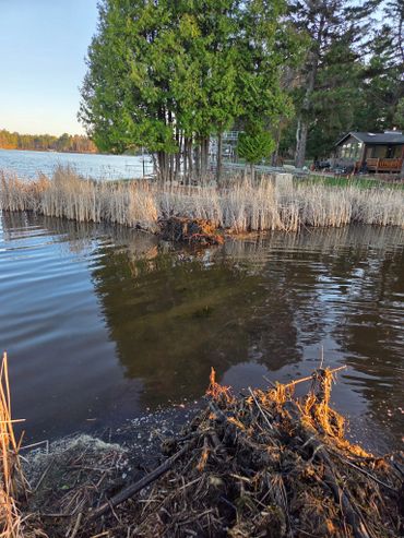 A serene lakeside scene with trees, reeds, and a waterfront cabin at sunset.