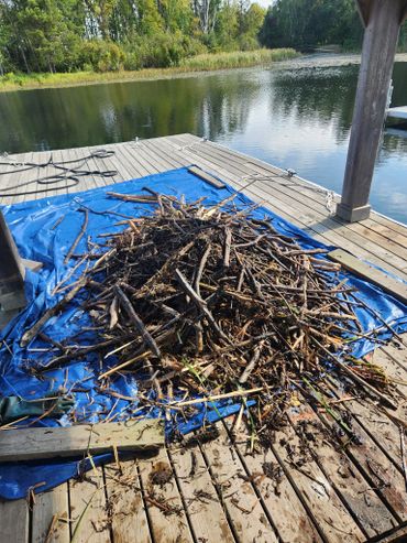 Pile of sticks and debris on a blue tarp by a lakeside dock.