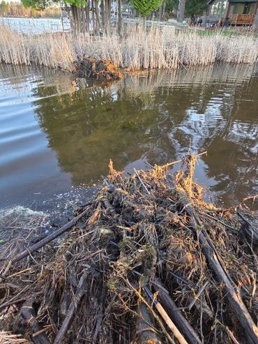 A beaver dam made of twigs and branches in a calm pond near reeds.