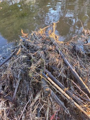 A pile of sticks and debris in a water body reflecting sunlight.