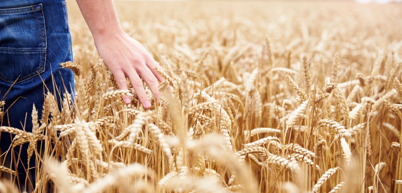 Wheat Field - Kendall Accounting Home Page
