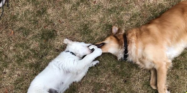 Doggie daycare