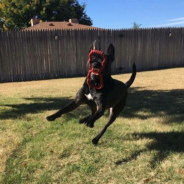 Dog Daycare