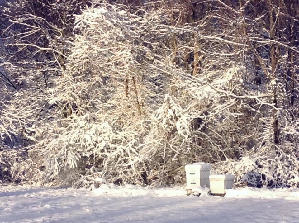 The Bee Barn | Honey Farm & Beekeeping Store photo 4