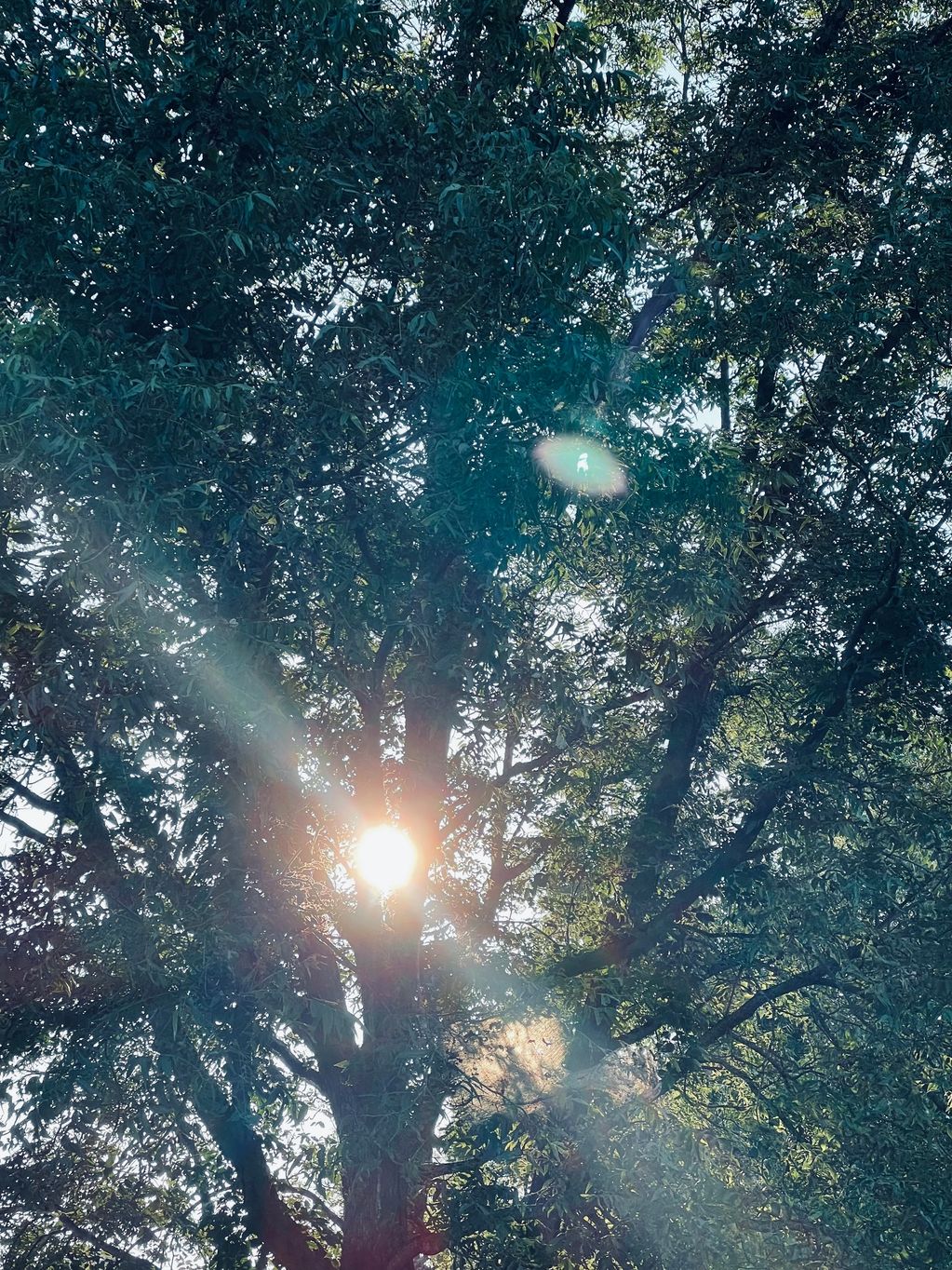 An afternoon nap underneath the trees. Summertime in Mississippi. 