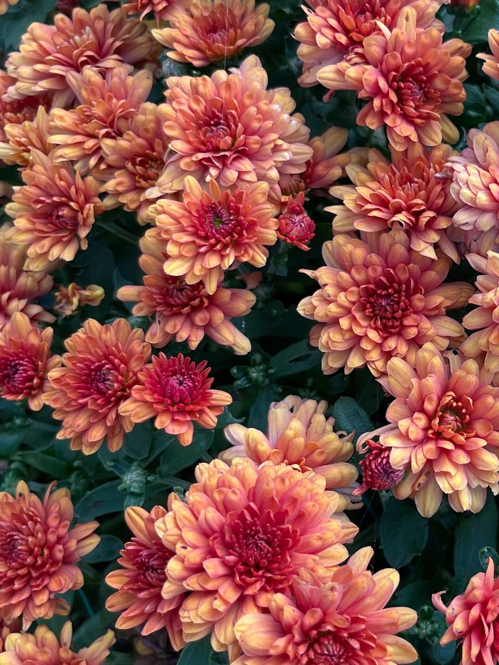 Flowers. 