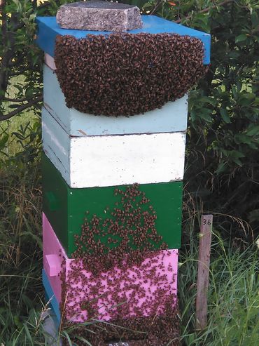 Strong hive, italian bee hive, very stong colony.  Italian bees, Ohio Italian bee hive