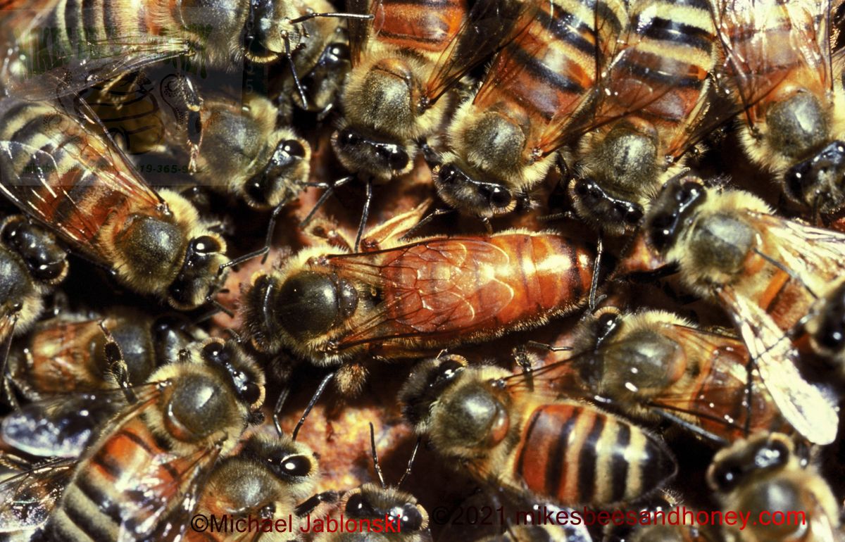 Minnesota-Ohio Hygienic Queen Bee