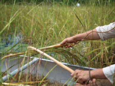 Abenaki wild rice gathering, rice knockers Swan Island, History, Culture, preservation