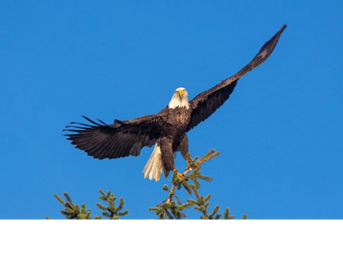 Bald Eagle Habitat Swan Island Richmond Maine Kennebec River, Nature, preservation conservation