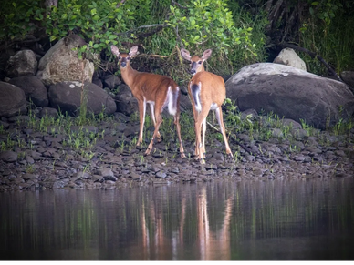 White Tail Deer Swan Island Richmond Maine Kennebec River, wildlife conservation