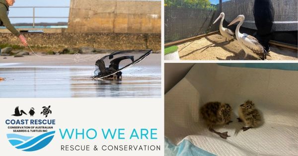 Coast Rescue efforts for Australian seabirds and turtles.