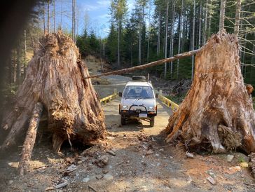 A small vehicle driving between two large tree stumps on a forest road.