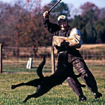 Bite training 