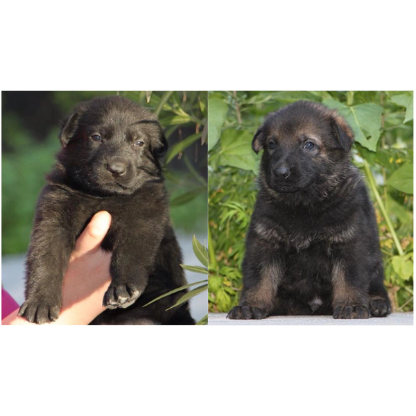German Shepherd Working line puppies for sale