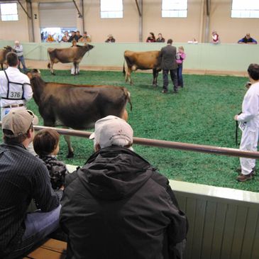 People watching cows in a livestock show arena.