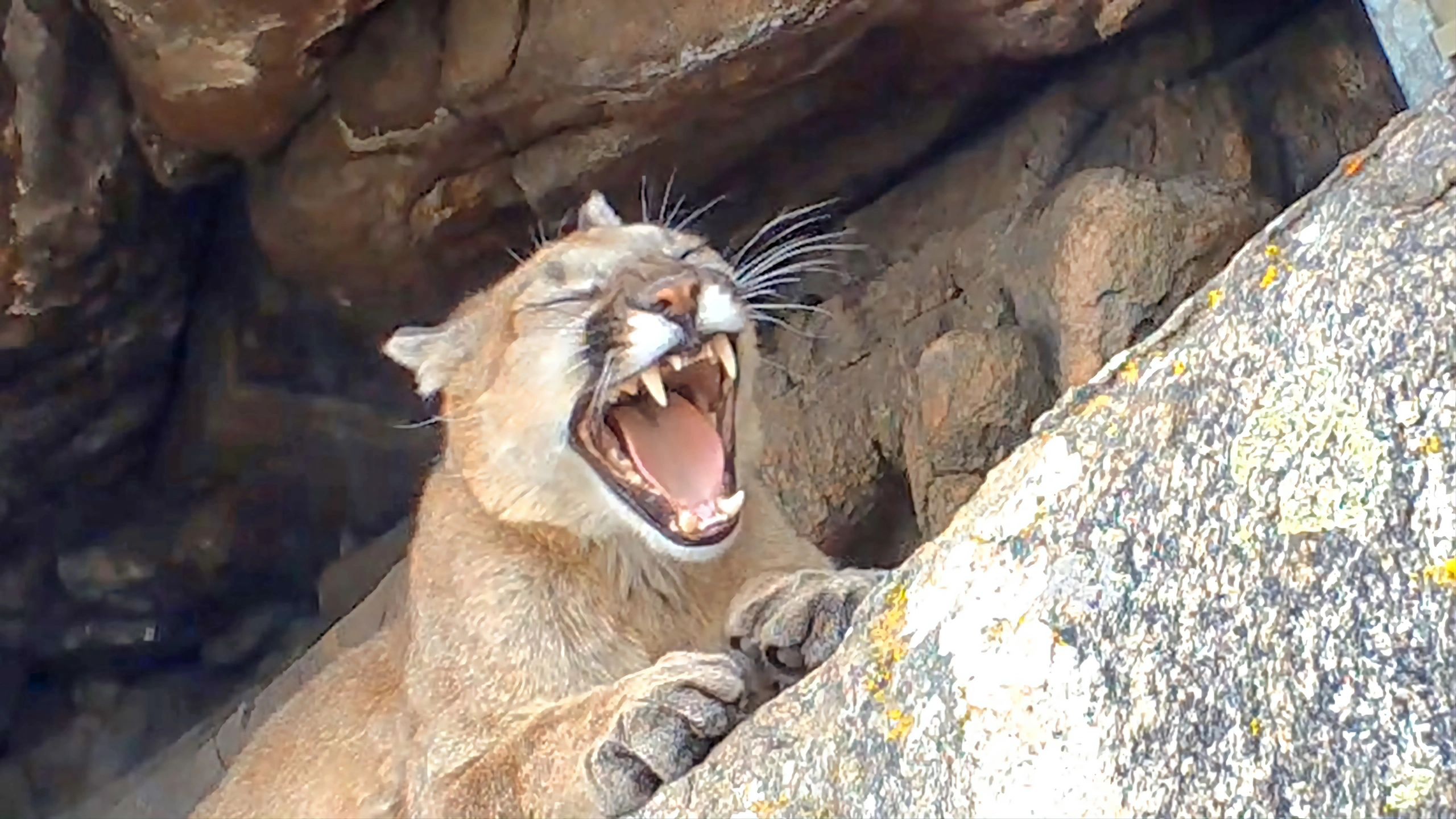 Photo #2: Athena in the Cougar Cave.