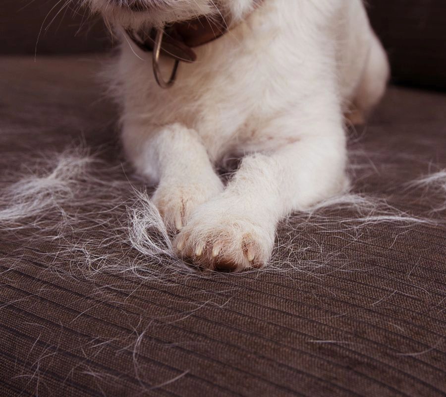 Dog hair buildup