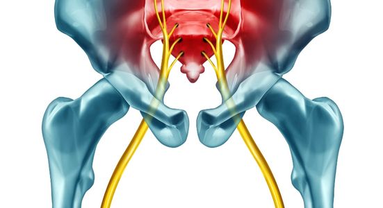 Skeleton model of the sciatic nerve