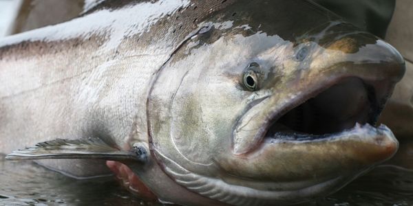 6 Popular Alaska Fish Species to Catch on the Fly