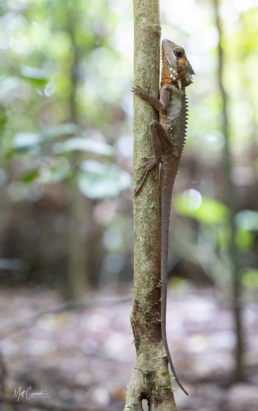 Boyd's Forest Dragon hanging onto a tree