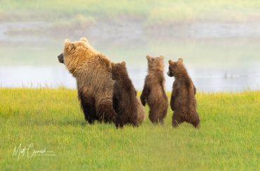 A mother bear with her three cubs in a grassy field.
