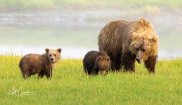 A mother bear with two cubs in a grassy area.