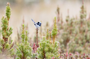 Superb Fairywren 