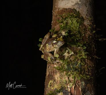 Green-eyed Tree Frog sitting on the side of a rainforest branch.