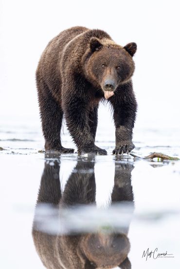 Brown bear walking near water with reflection.