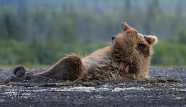 A brown bear lying on its back in a relaxed pose.