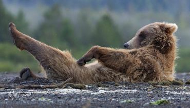 Bear lounging on the ground stretching its legs.