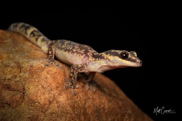 Inland Marbled Velvet Gecko on a rock in the outback.