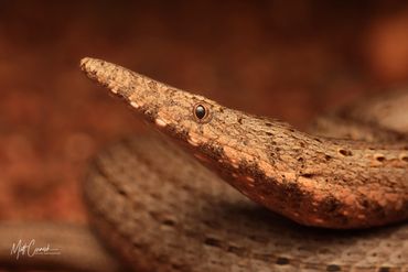 Legless lizard in the outback.
