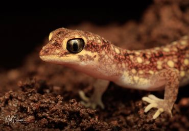 Eastern Beaked Gecko