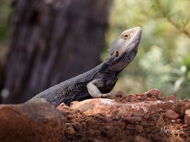 Bearded Dragon sitting on rocky ground. 